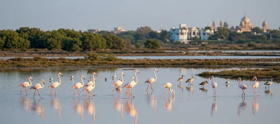 Migratory birds at Khijadiya Bird Sanctuary wetlands near Jamnagar