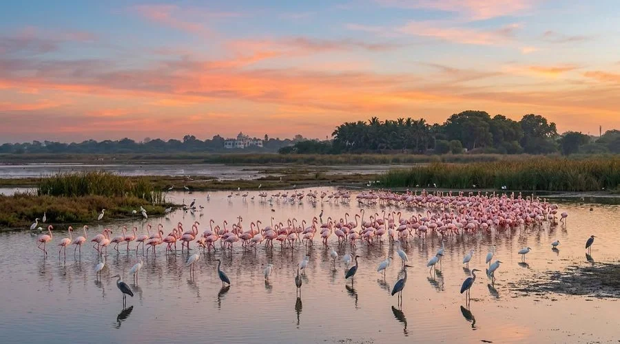 Panoramic view of Khijadiya Bird Sanctuary wetlands with flamingos and migratory birds